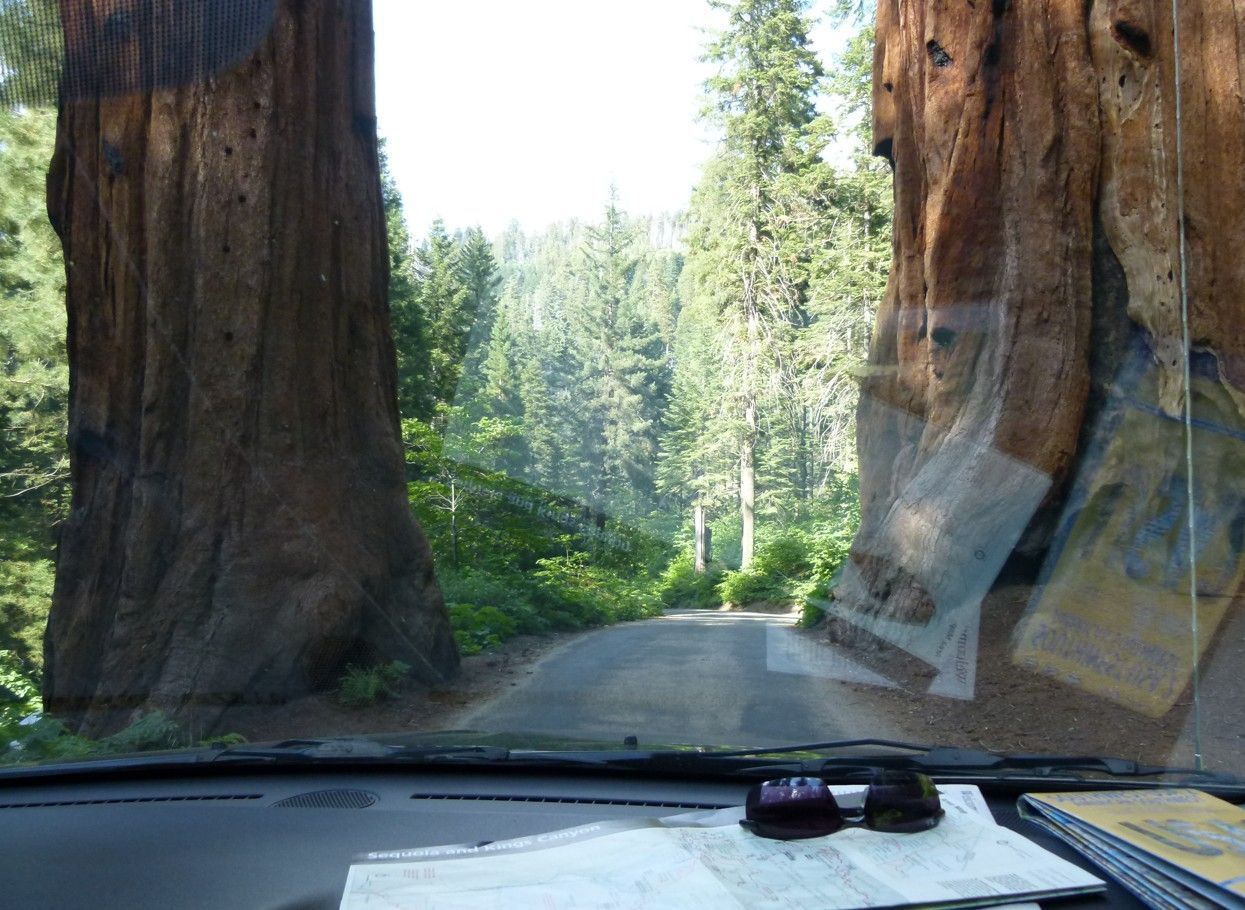 Uitzicht vanuit een auto die over een weg rijdt tussen gigantische sequoia's in een bos.