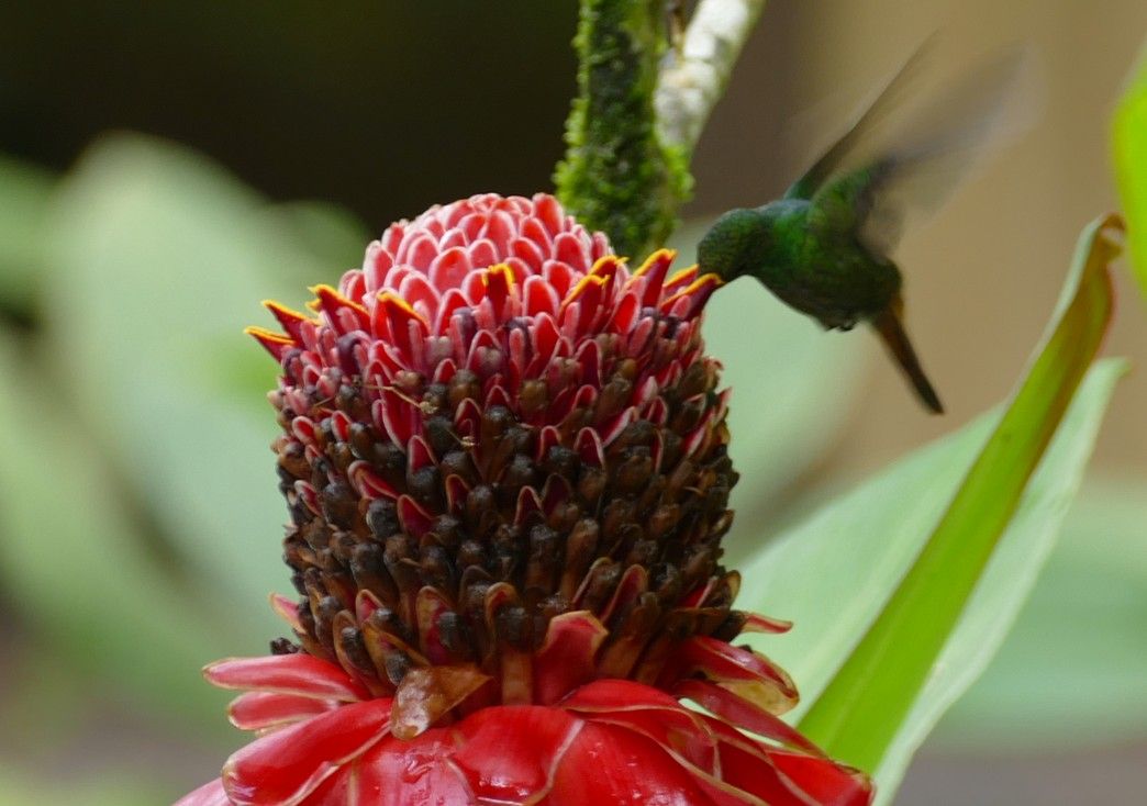 Een groene kolibrie drinkt nectar uit een rode, gestructureerde bloem.