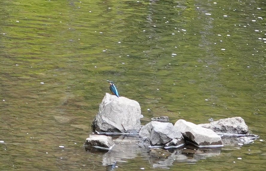 Een blauwe vogel zit op een grijze rots in groenachtig water.