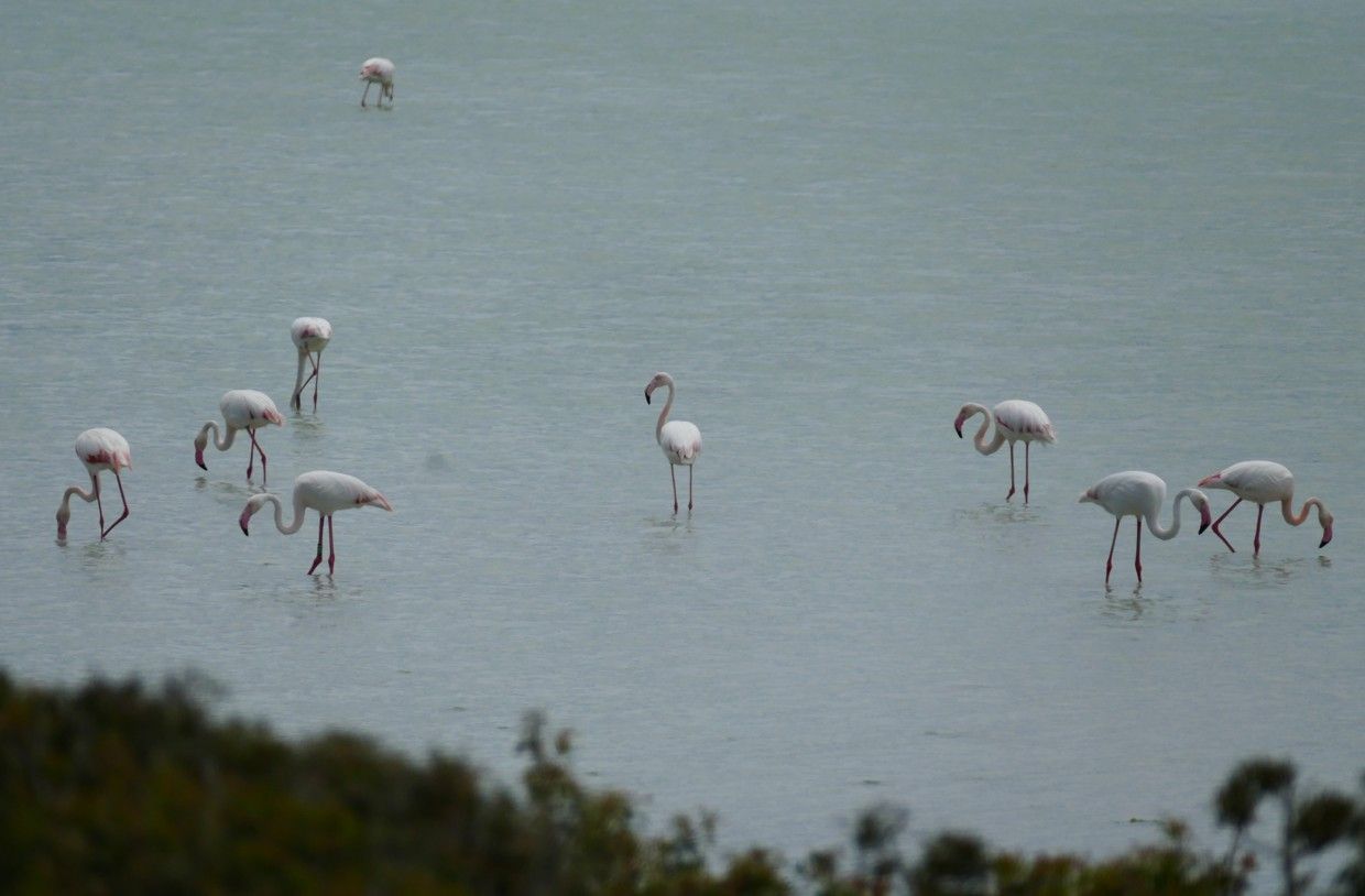 Flamingo's waden in ondiep water; lichtroze en witte vogels met gebogen nekken.