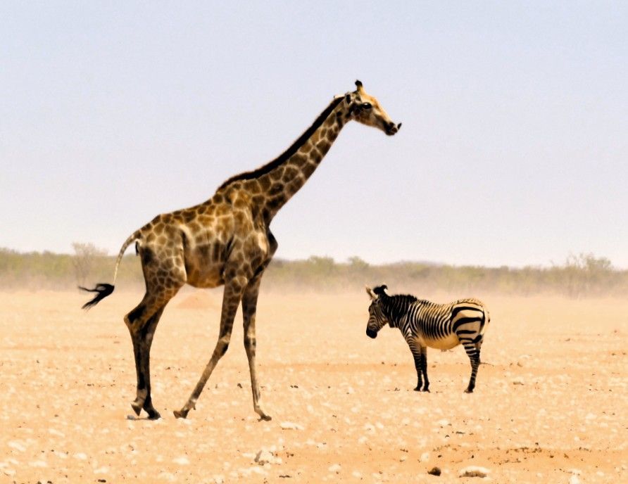 Een giraffe en een zebra staan ​​in een droog, open landschap onder een zonnige hemel.