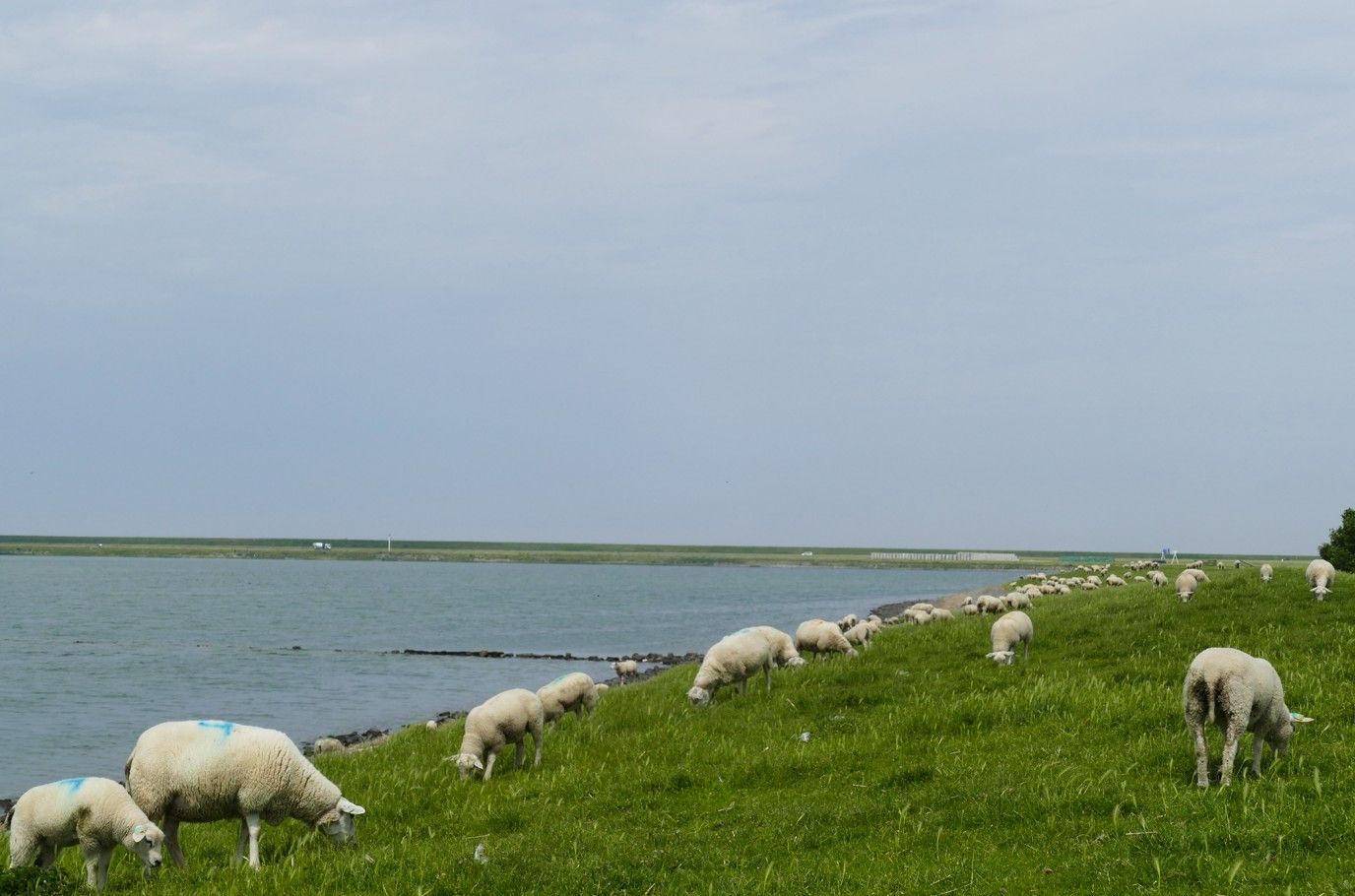 Schapen grazen op een grasrijke oever langs een waterlichaam, onder een bewolkte hemel.