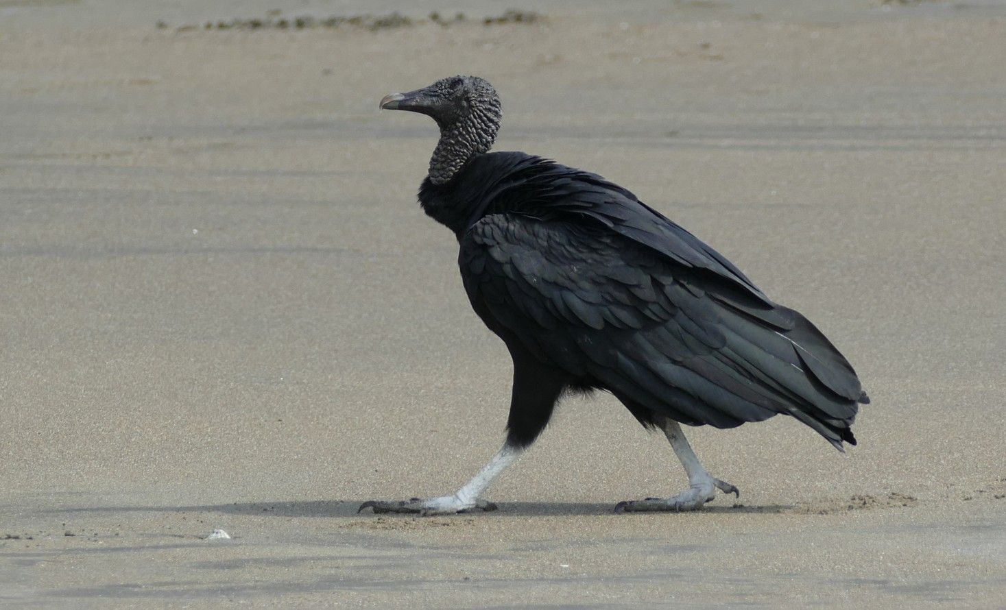 Zwarte gier lopend op een zandstrand.