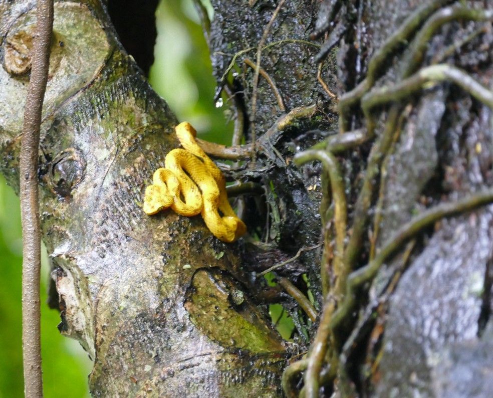 Een gele slang kronkelt zich om een ​​boomstam, omringd door klimplanten en natte boomschors.