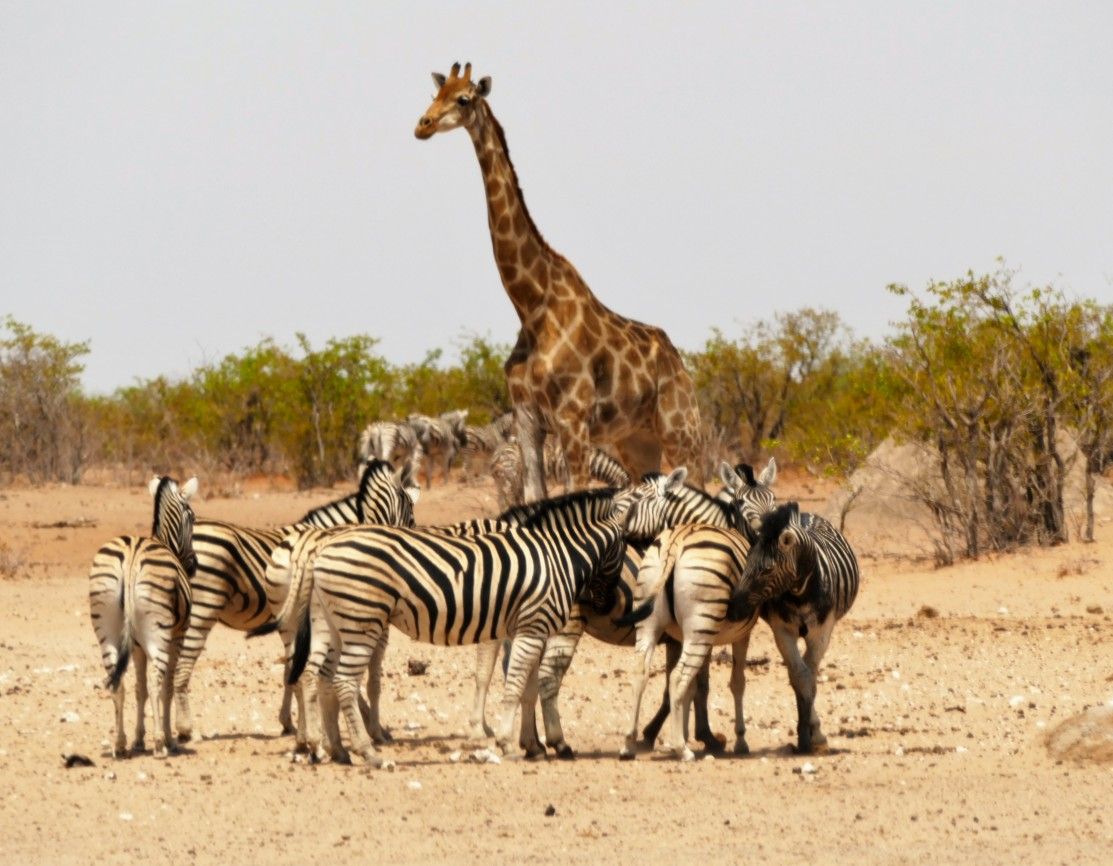 Giraffe en enkele zebra's in een droog, zanderig landschap met schaarse vegetatie onder een lichte hemel.