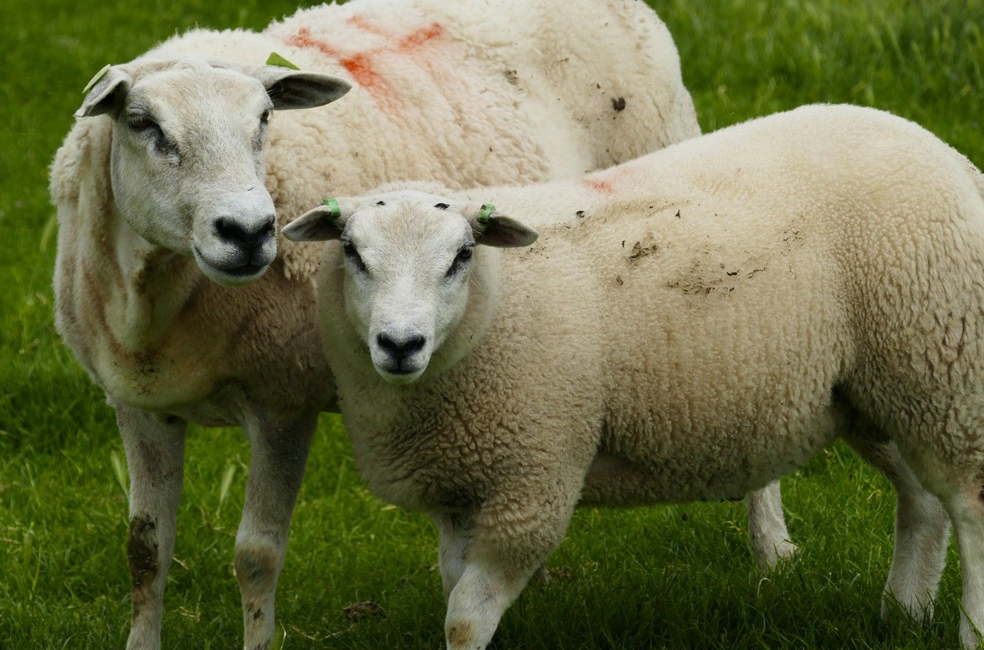 Twee witte schapen staan ​​in het groene gras en kijken voor zich uit.