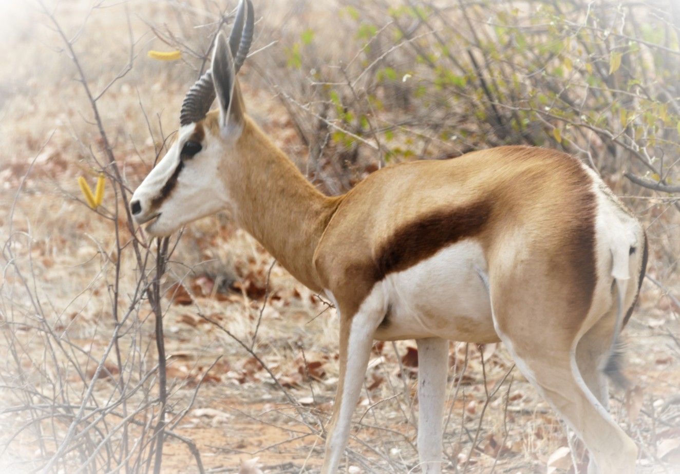 Een springbokantilope met bruin-witte vlekken, die graast in een droge, grasrijke omgeving.