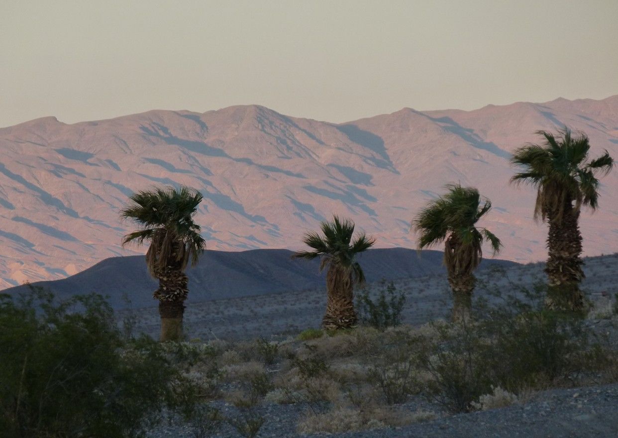 Vier palmbomen afgetekend tegen een bergketen bij zonsondergang. Woestijnlandschap, roze en paarse tinten.