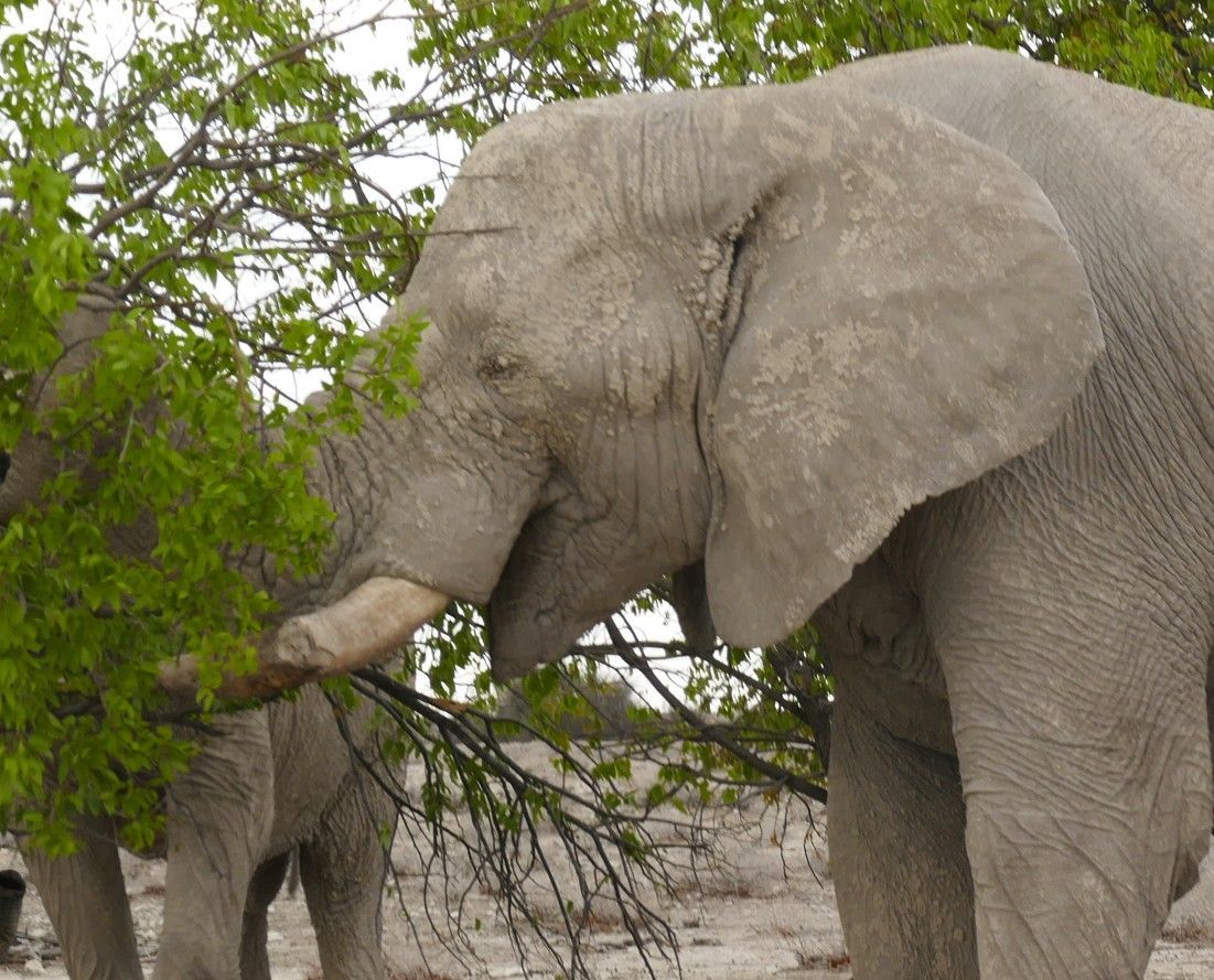Een olifant eet van een boom, met een andere olifant op de achtergrond. Grijze huid, groene bladeren, dorre omgeving.