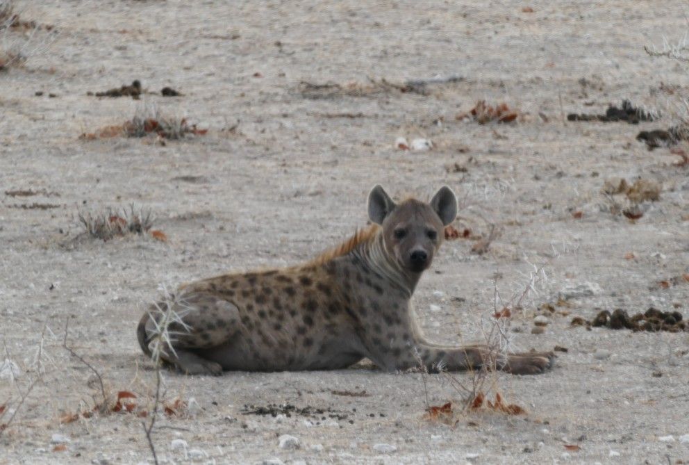 Een gevlekte hyena rust op droge, stoffige grond en kijkt de kijker recht aan.