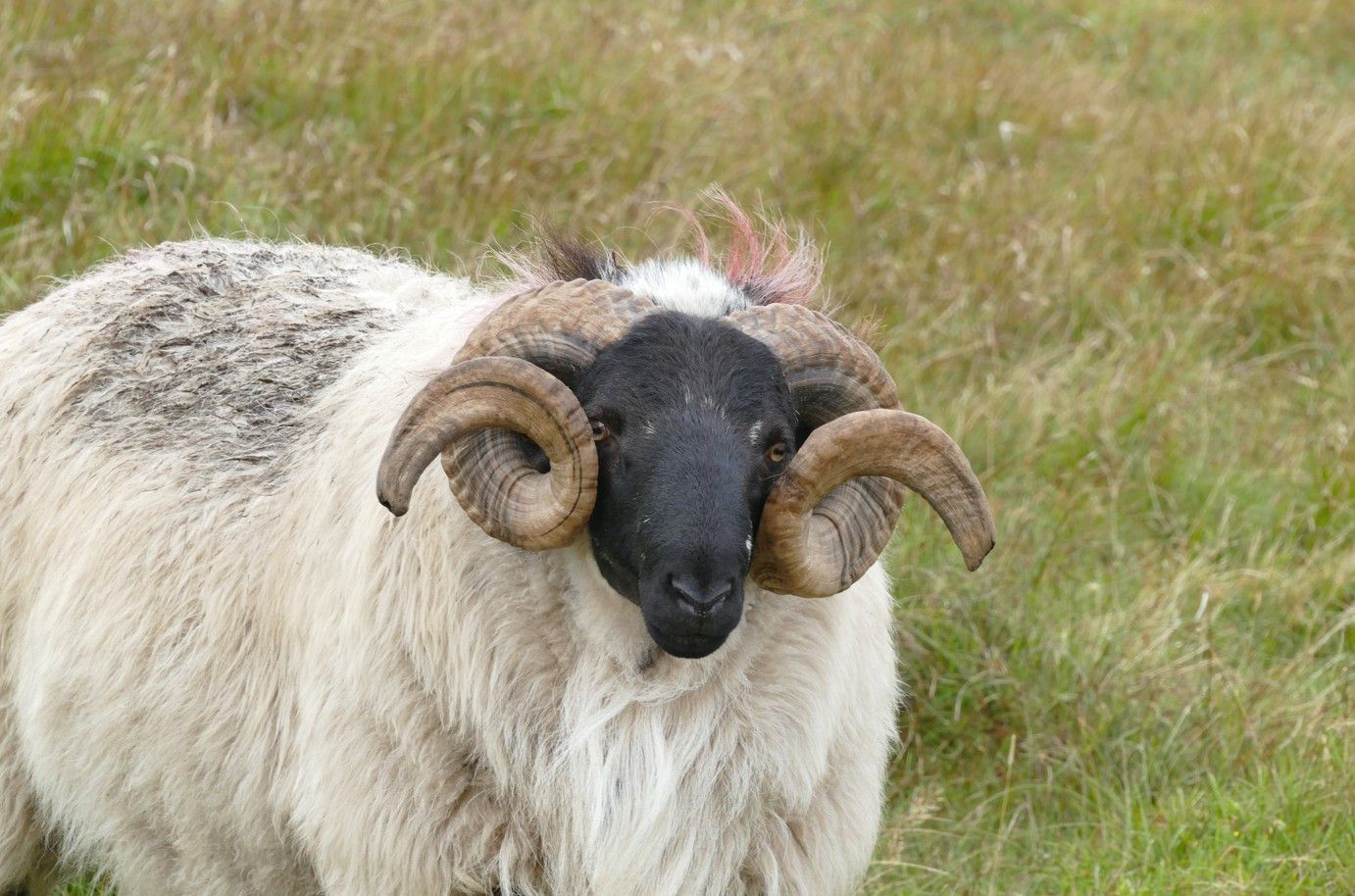 Ram met grote, gekrulde hoorns en een zwart gezicht, staand in een grasveld.