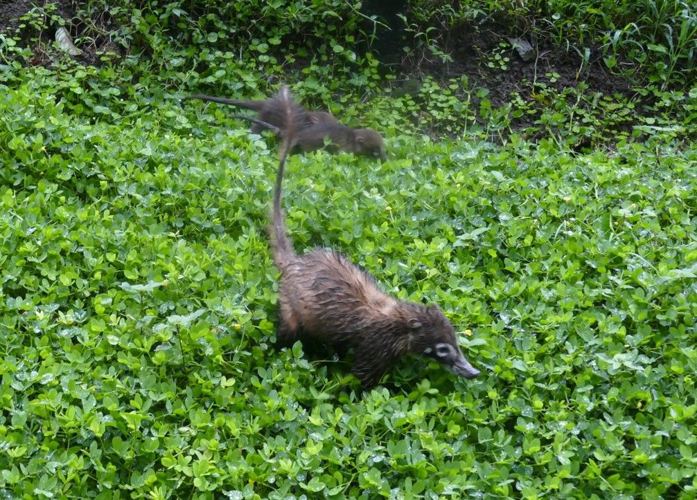 Coati in het groene gebladerte, staart omhoog, snuffelend aan de grond.