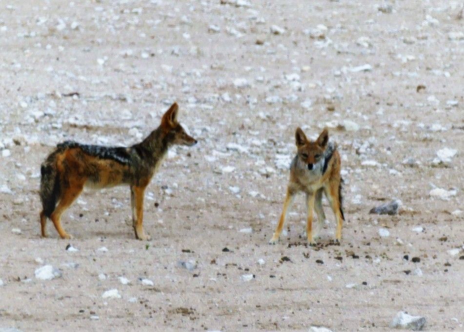 Twee zwartrugjakhalzen in een woestijnomgeving; de ene staat op zijn zij, de andere kijkt recht vooruit.