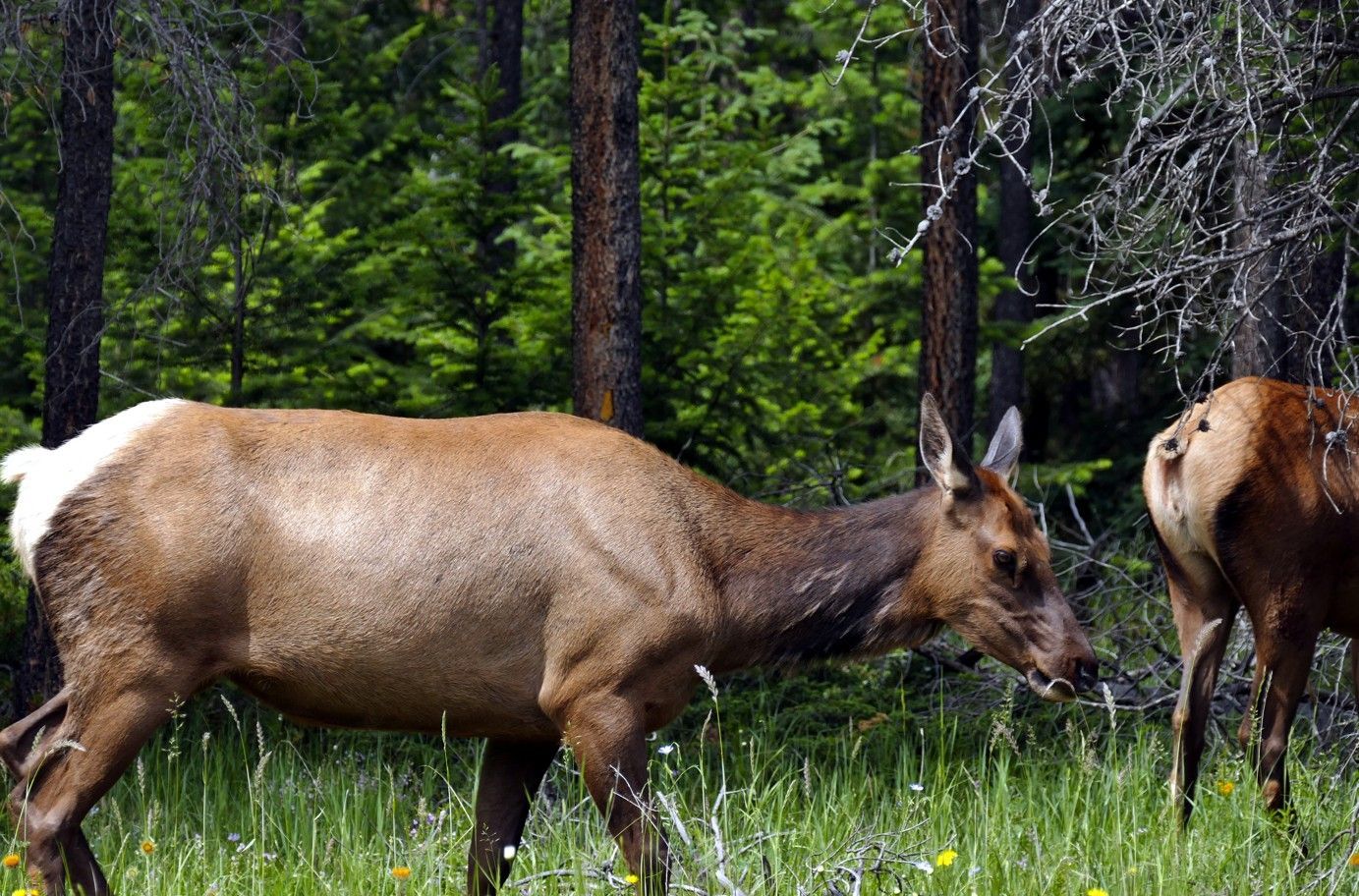 Elk graast in een groene weide vlakbij een bos; bruine vacht, witte stuitvlek.