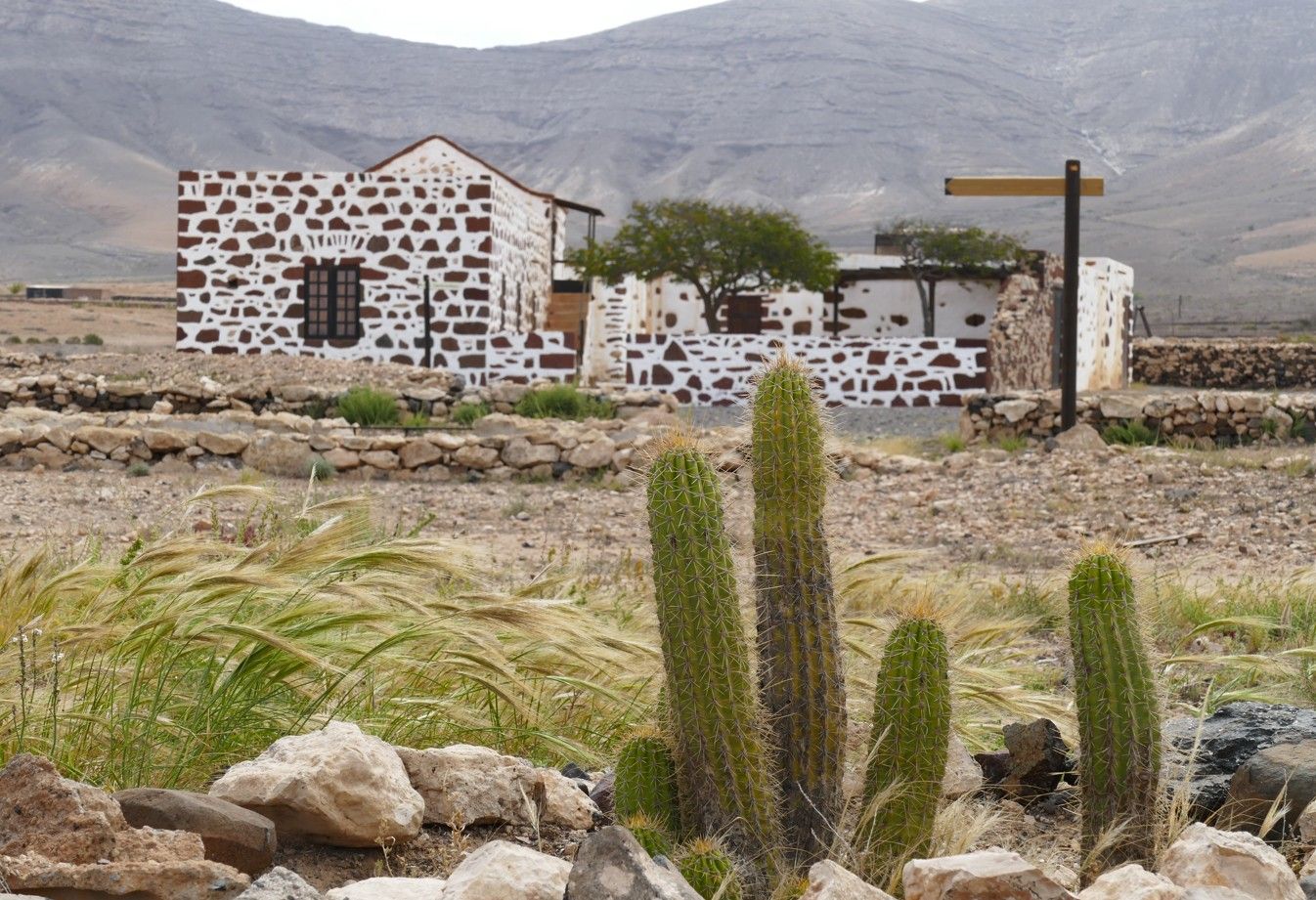 Cactus op de voorgrond met stenen gebouwen en een dor landschap op de achtergrond.