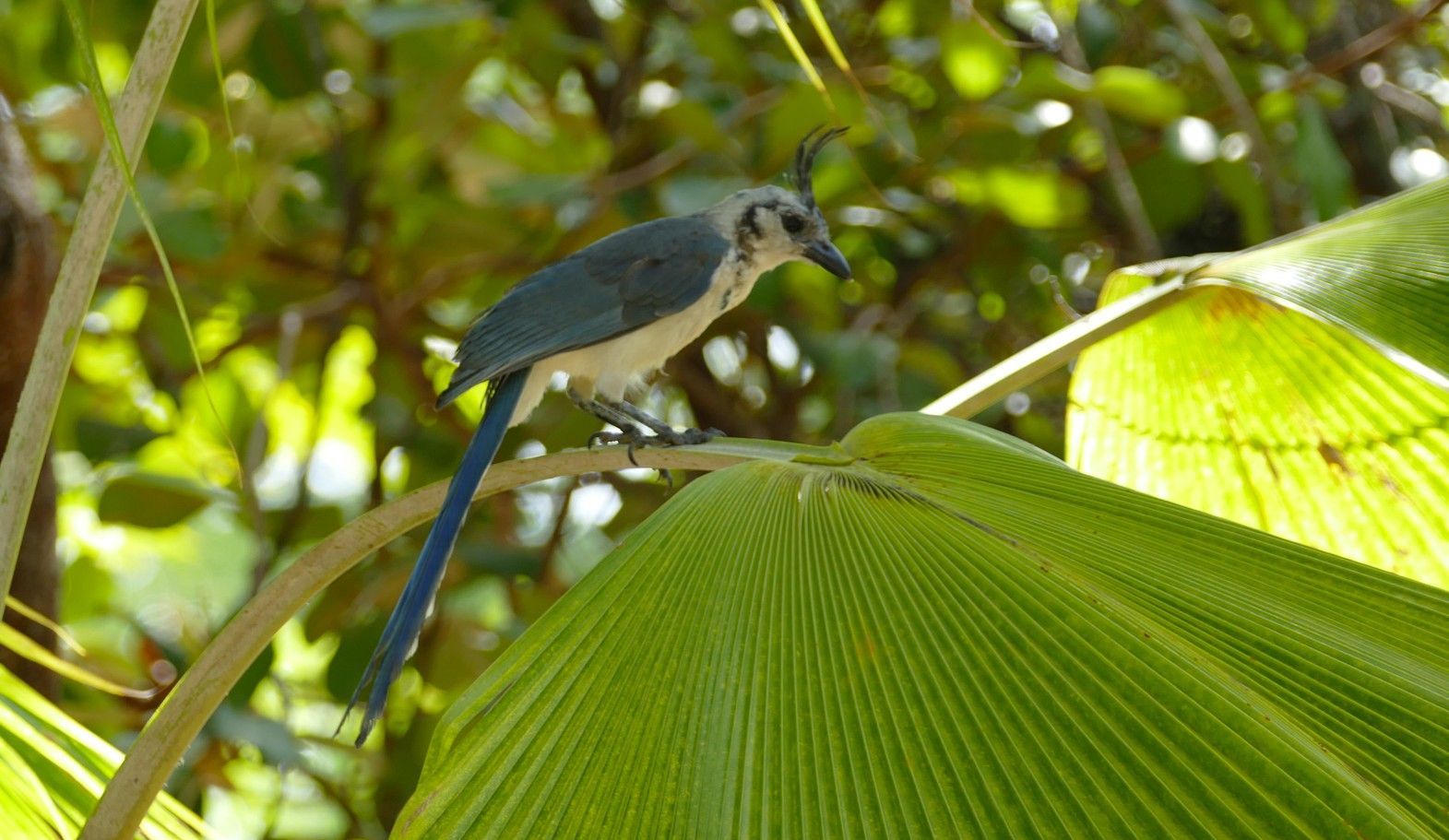 Een blauw-witte vogel zit op groene bladeren, met blauwe staartveren.