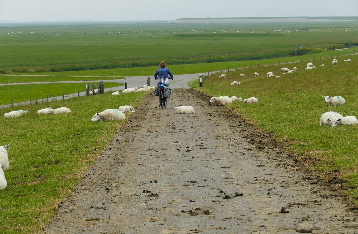 Een persoon fietst over een modderig pad door een veld met rustende schapen. Groen landschap onder een bewolkte hemel.