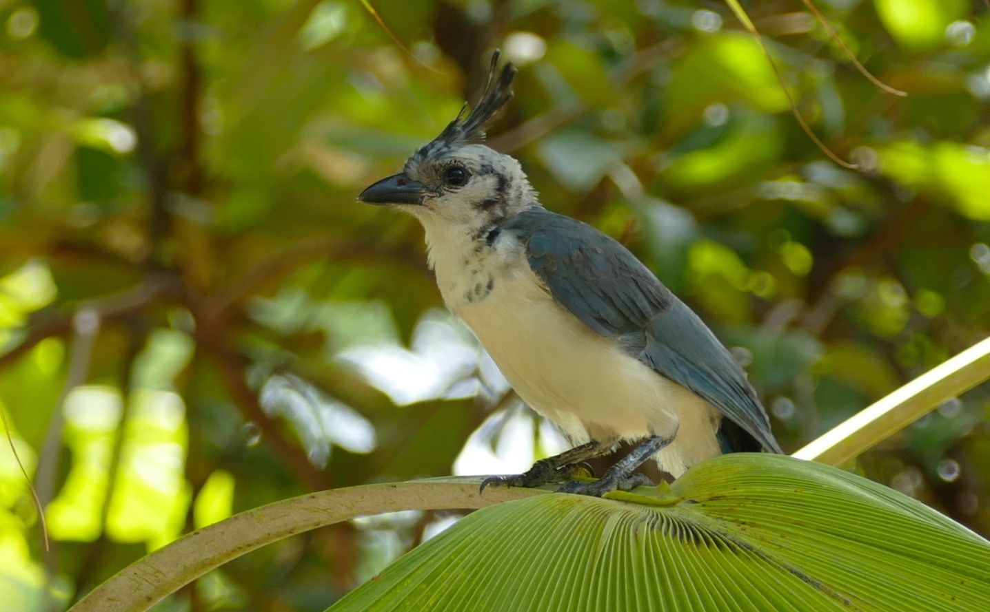 Een witkeelgaai zit op een groen blad. Hij heeft blauwe vleugels en een zwarte kuif.