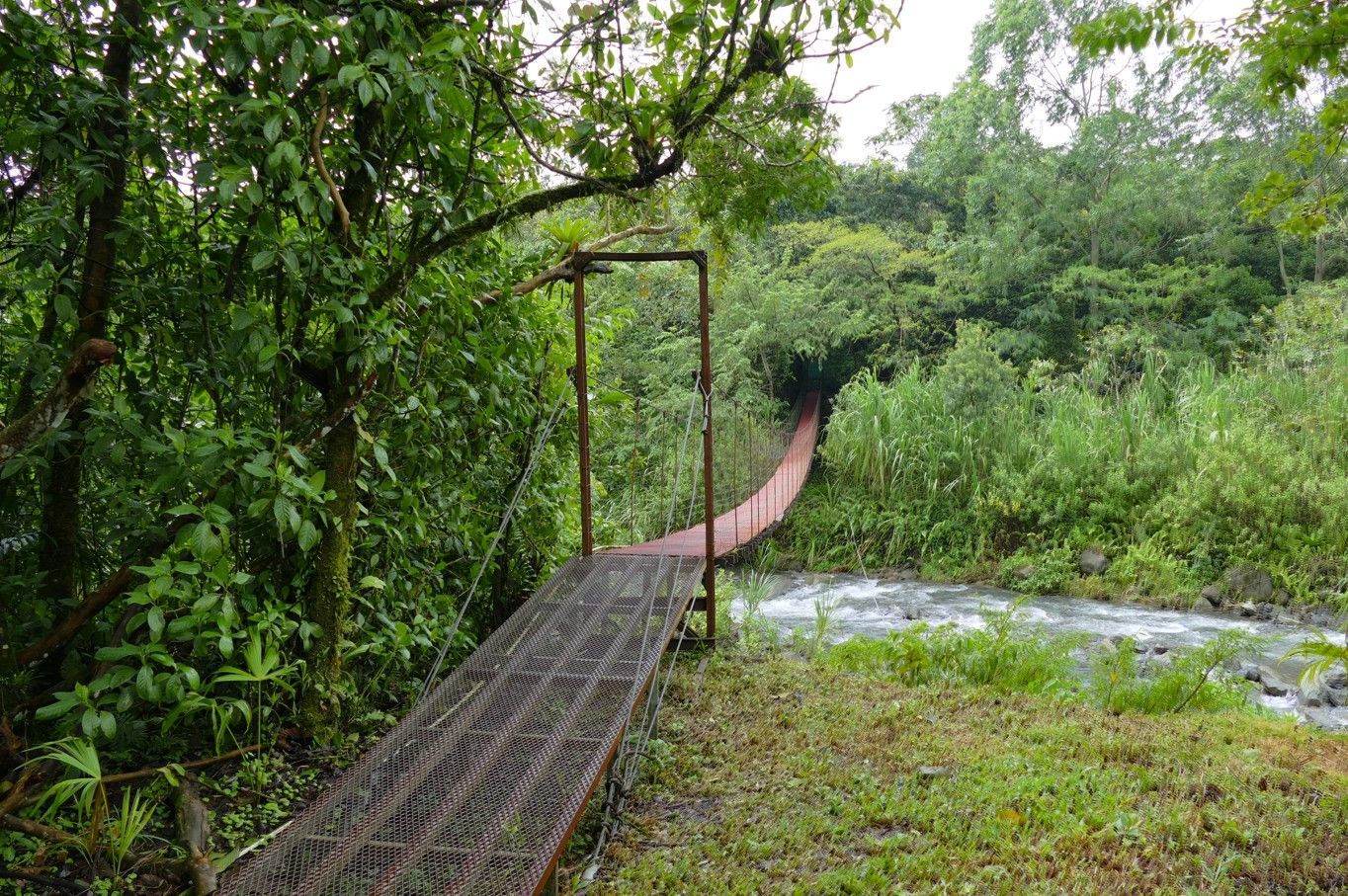 Een roestige metalen brug over een stromende beek in een weelderig groen bos.