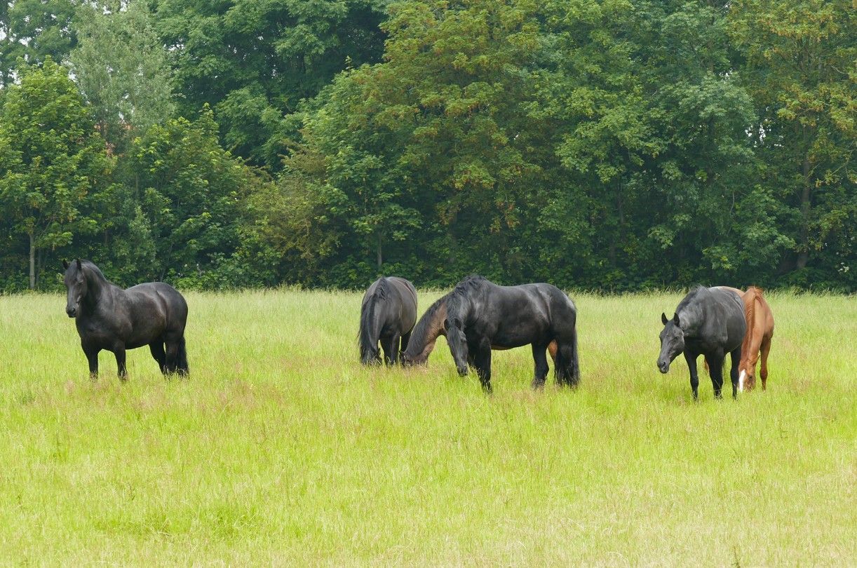 Vijf paarden grazen in een groene weide met een bos op de achtergrond.