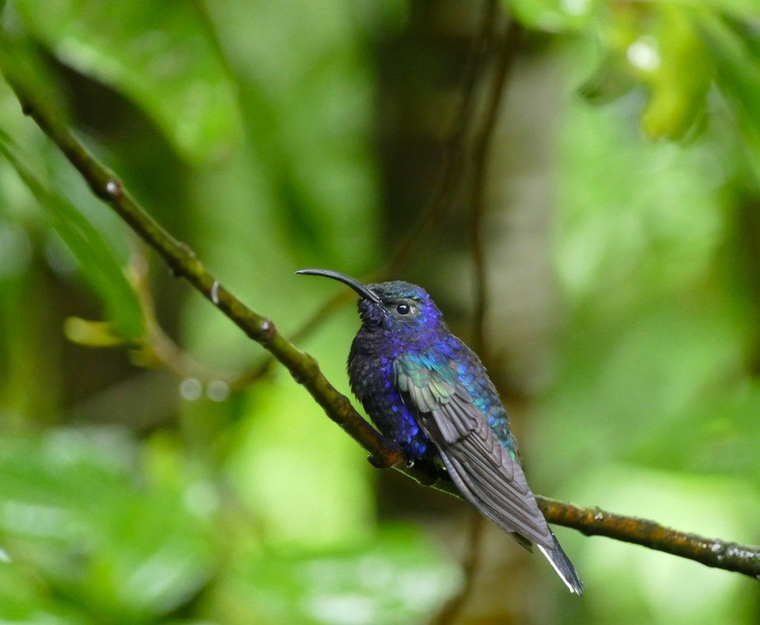 Een kolibrie met iriserende blauwe veren zit op een tak in een groene, lommerrijke omgeving.