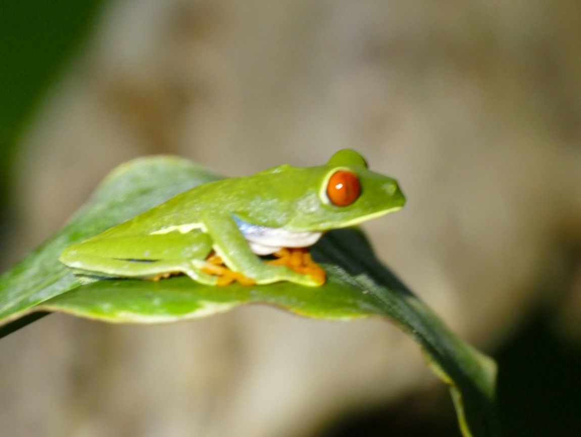Groene boomkikker met rode ogen op een groen blad.