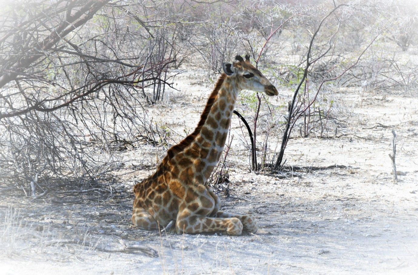 Een giraffe die op de grond rust in een droog, schaars landschap.