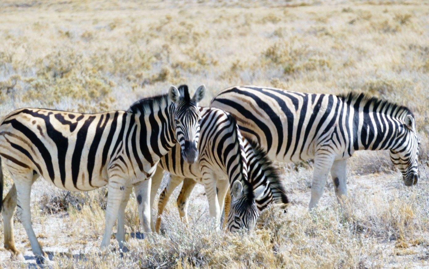 Drie zebra's grazen in een droog, grasrijk veld; zwart-witte strepen, zonnig licht.