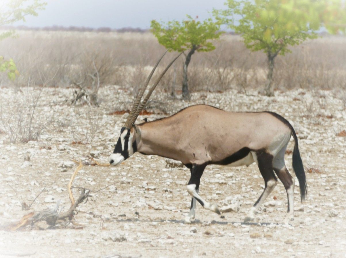 Een oryx met lange hoorns loopt door een droog, open landschap met schaarse vegetatie.