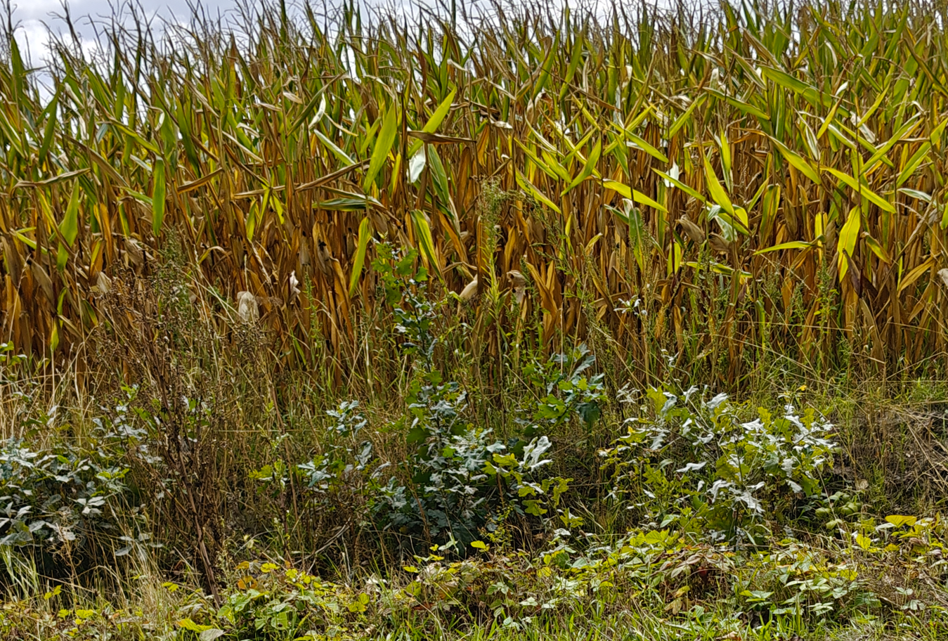 Maïsstengels in een veld met groen onkruid en droog bruin gebladerte op de voorgrond.