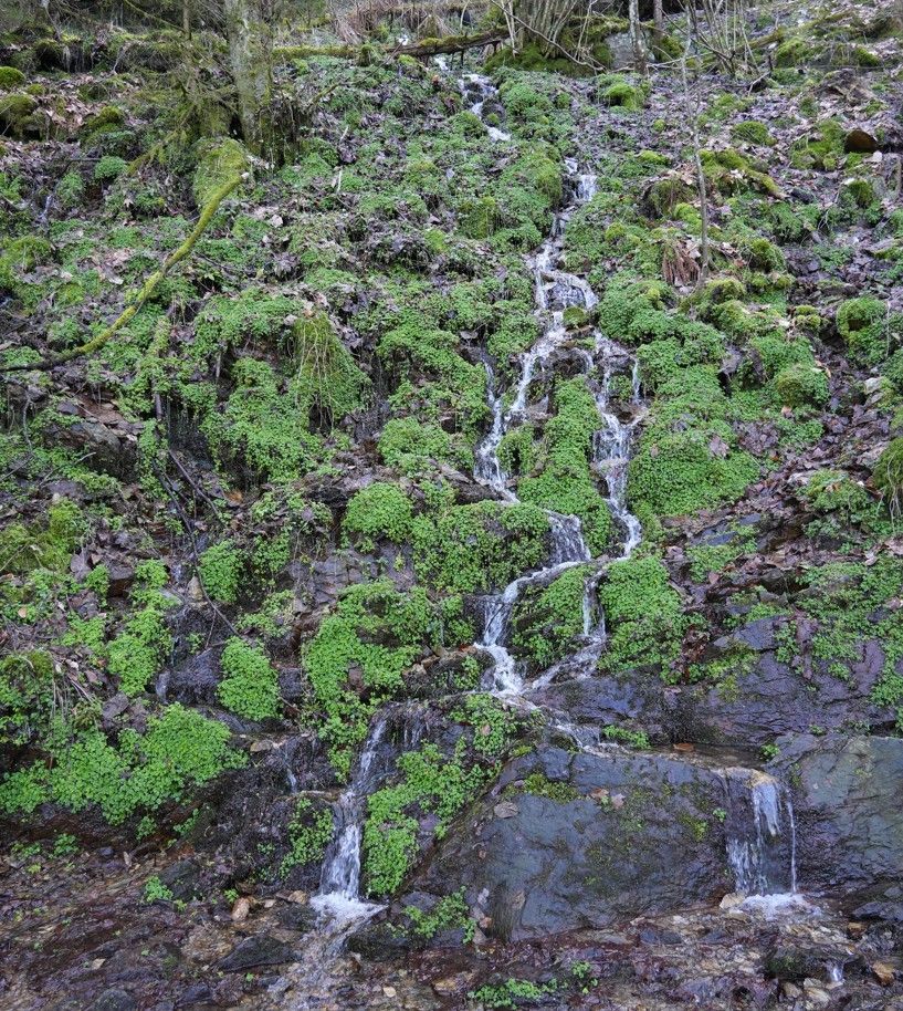 Een klein, smal stroompje water sijpelt langs een steile, rotsachtige helling naar beneden. Locatie Malmedy