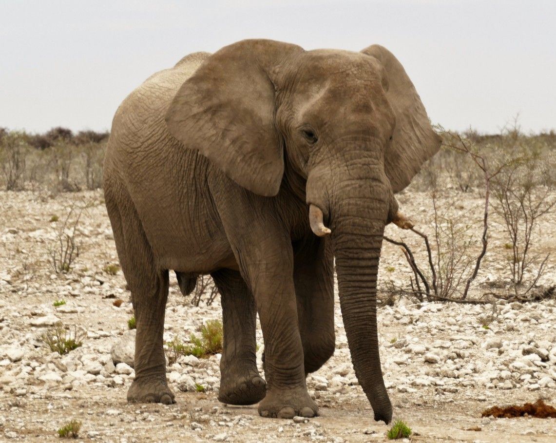 Een olifant loopt door een droog, schaars landschap met beigetinten.