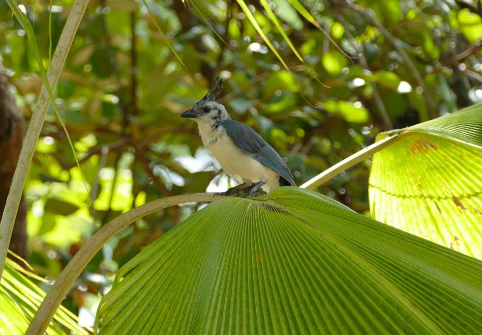 Een witnekijsvogel zit op een groot groen palmblad, tegen een achtergrond van gebladerte.