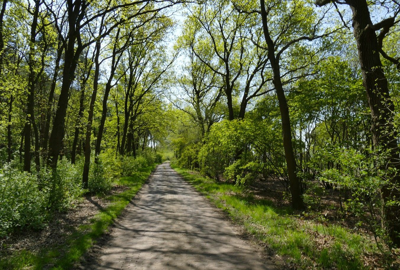 Een zandpad loopt door een weelderig groen bos, met bomen aan beide zijden.