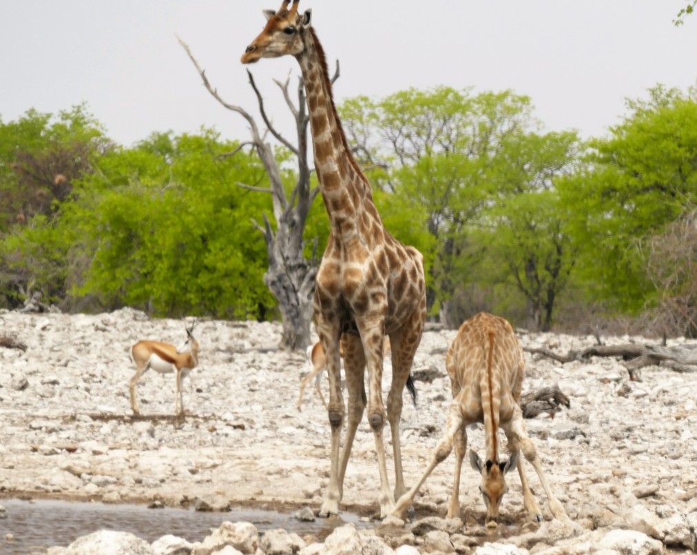 Een giraffe staat bij een waterpoel, een andere giraffe drinkt er ook van, op de achtergrond is een kleine antilope te zien. Een droge, zonnige omgeving.