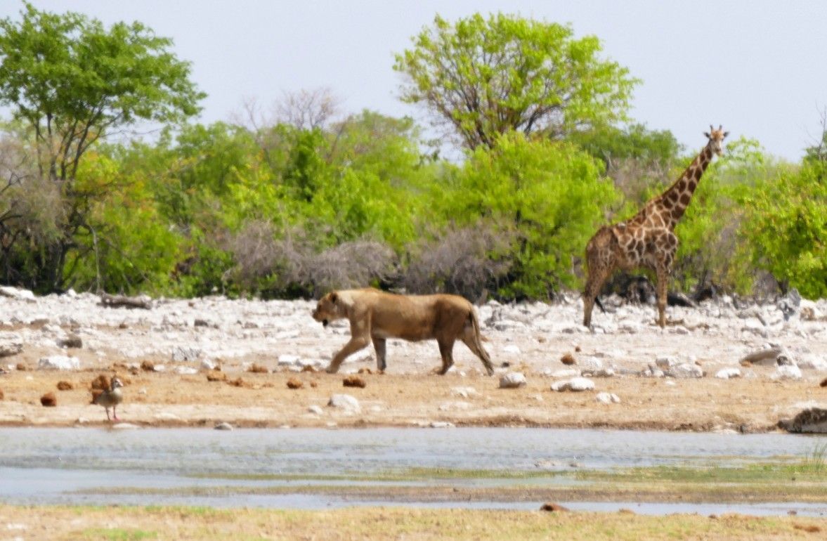 Leeuwin loopt langs het water, giraffe op de achtergrond, savannelandschap.