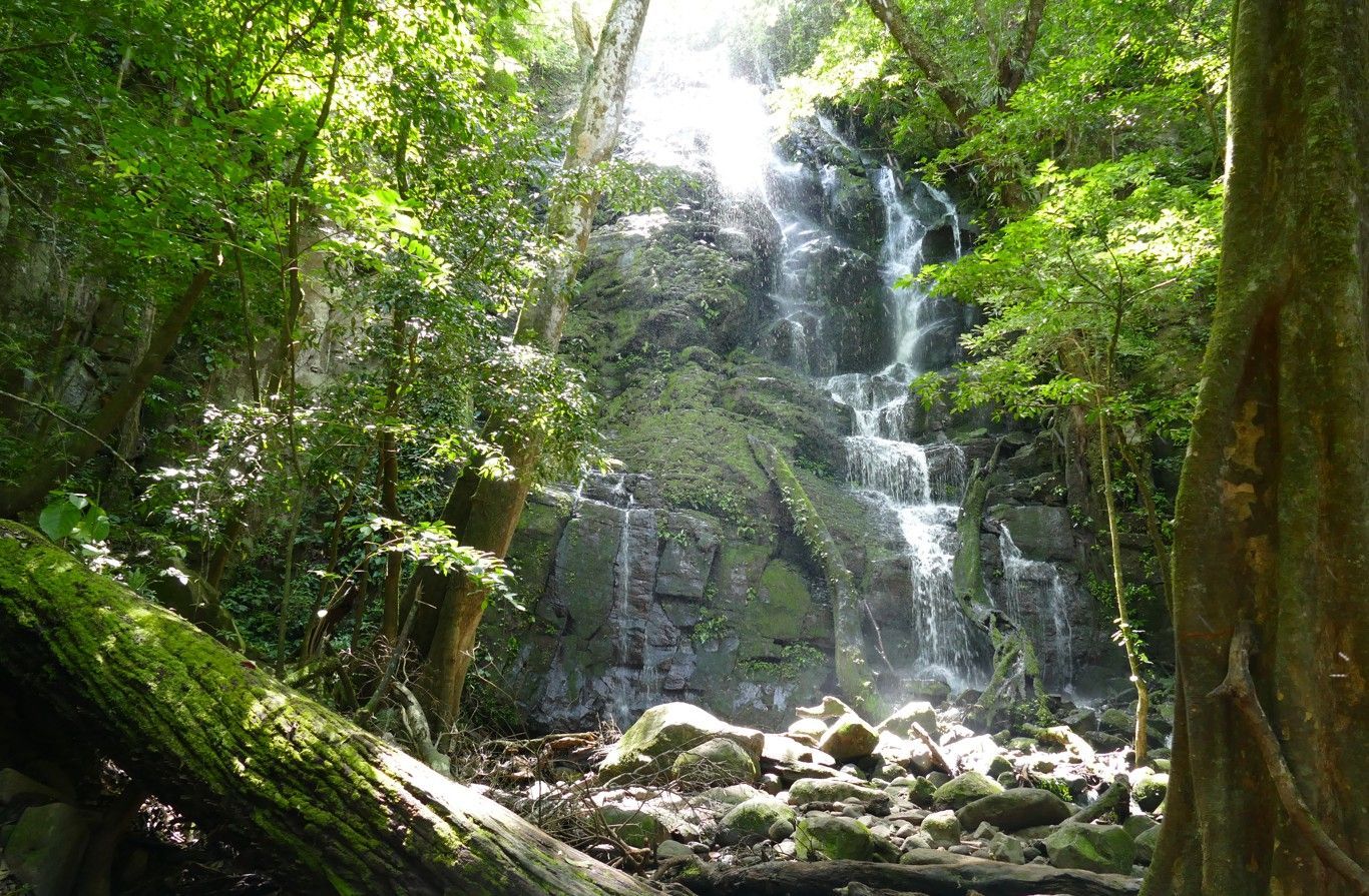 Een waterval die langs een rotswand naar beneden stort, omgeven door een weelderig groen bos.