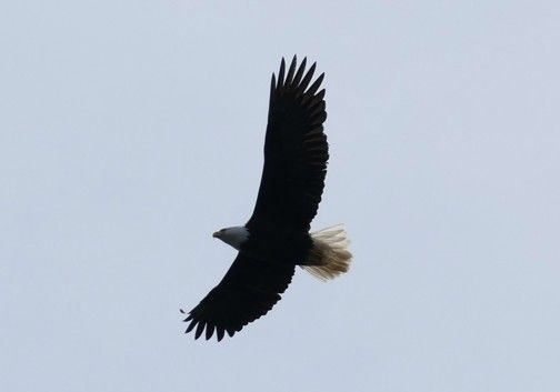 Een Amerikaanse zeearend in vlucht tegen een bleke hemel, met wijd gespreide vleugels.