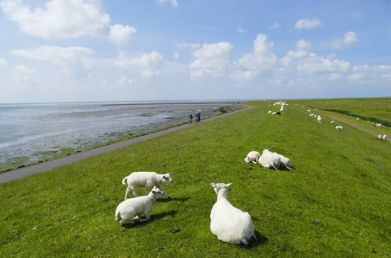Schapen grazen op een met gras begroeide dijk, met uitzicht op het water en de blauwe lucht.