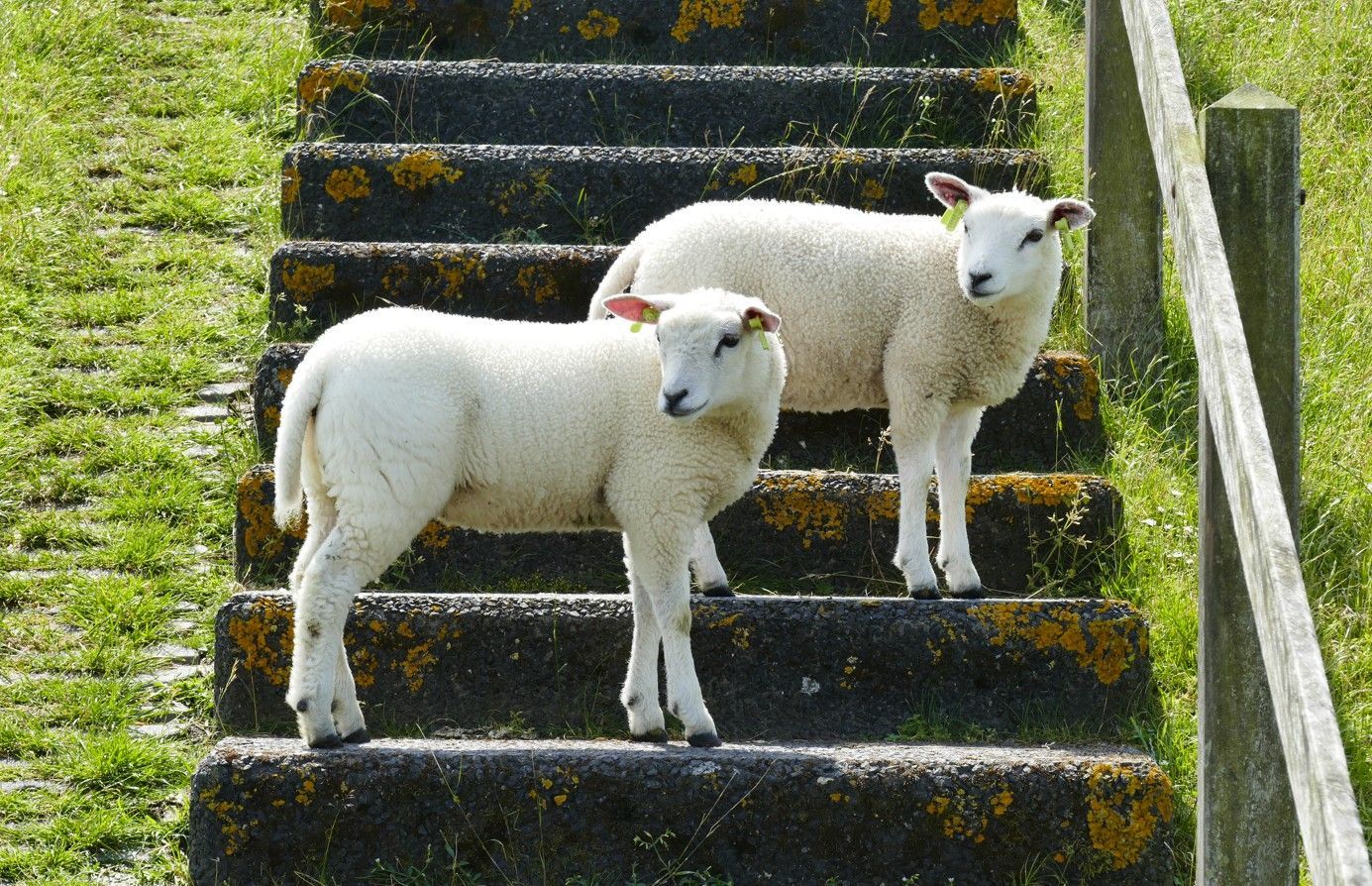 Twee witte schapen staan ​​op met mos begroeide buitentrappen.