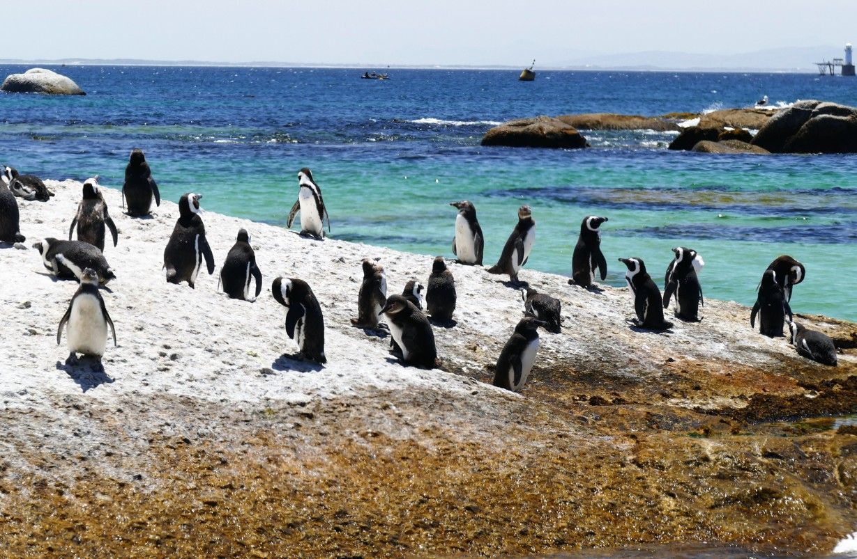 Afrikaanse pinguïns op een rotsachtig strand, vlakbij turquoise water, genietend van de zon.