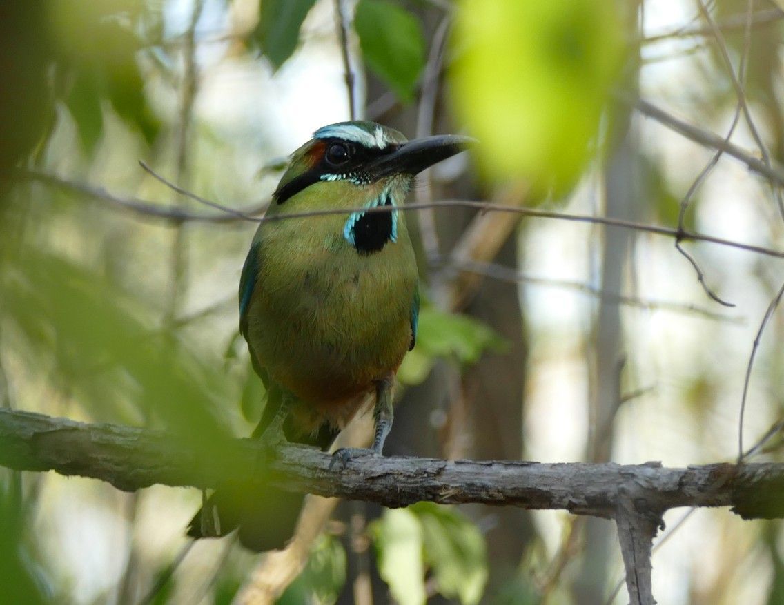 Een turkooiswenkbrauwmotmot, zittend op een tak, olijfkleurig lichaam, zwart masker, blauwe keel.