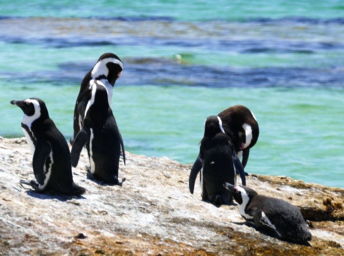 Afrikaanse pinguïns op een rots vlakbij turquoise water. Sommige kijken rond, andere poetsen hun veren.