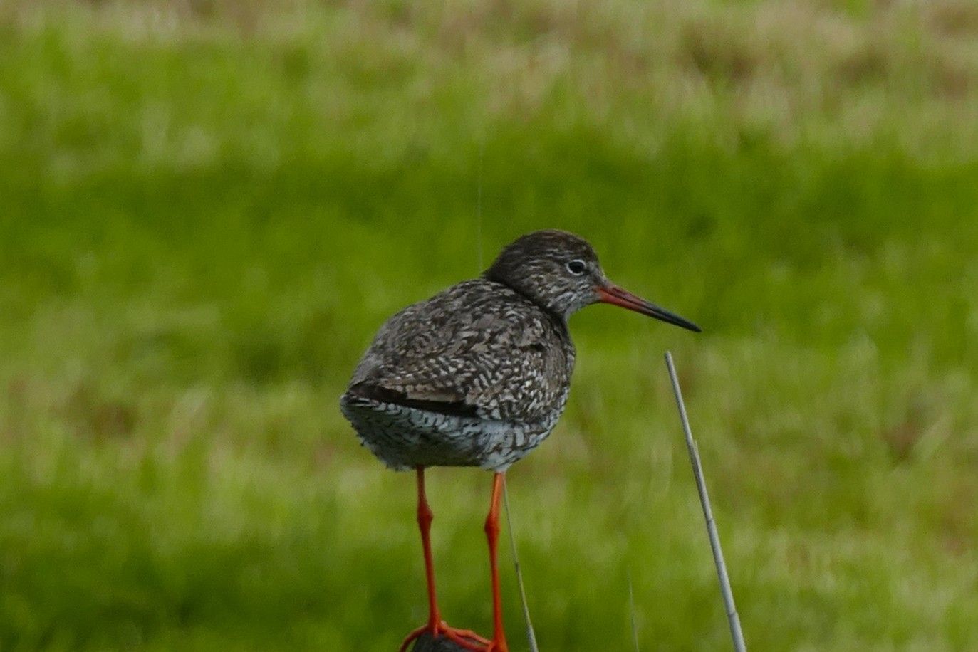 Een roodpoot met oranje poten en snavel, grijs gespikkelde veren, staat in een grasveld.