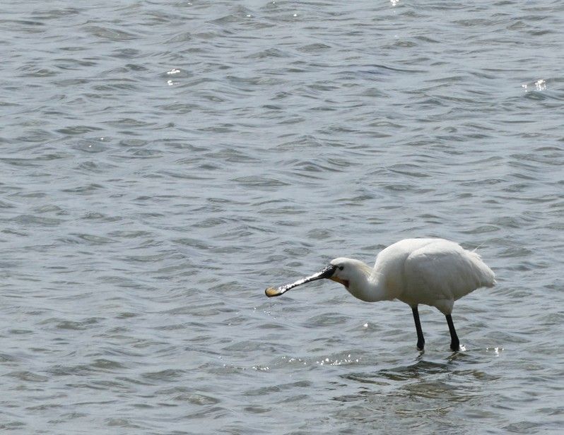 Een witte lepelaar met een lepelvormige snavel foerageert in ondiep water.
