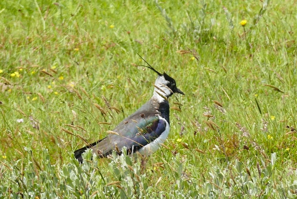 Een kievit met een zwart, wit en iriserend groen verenkleed staat in het groene gras.