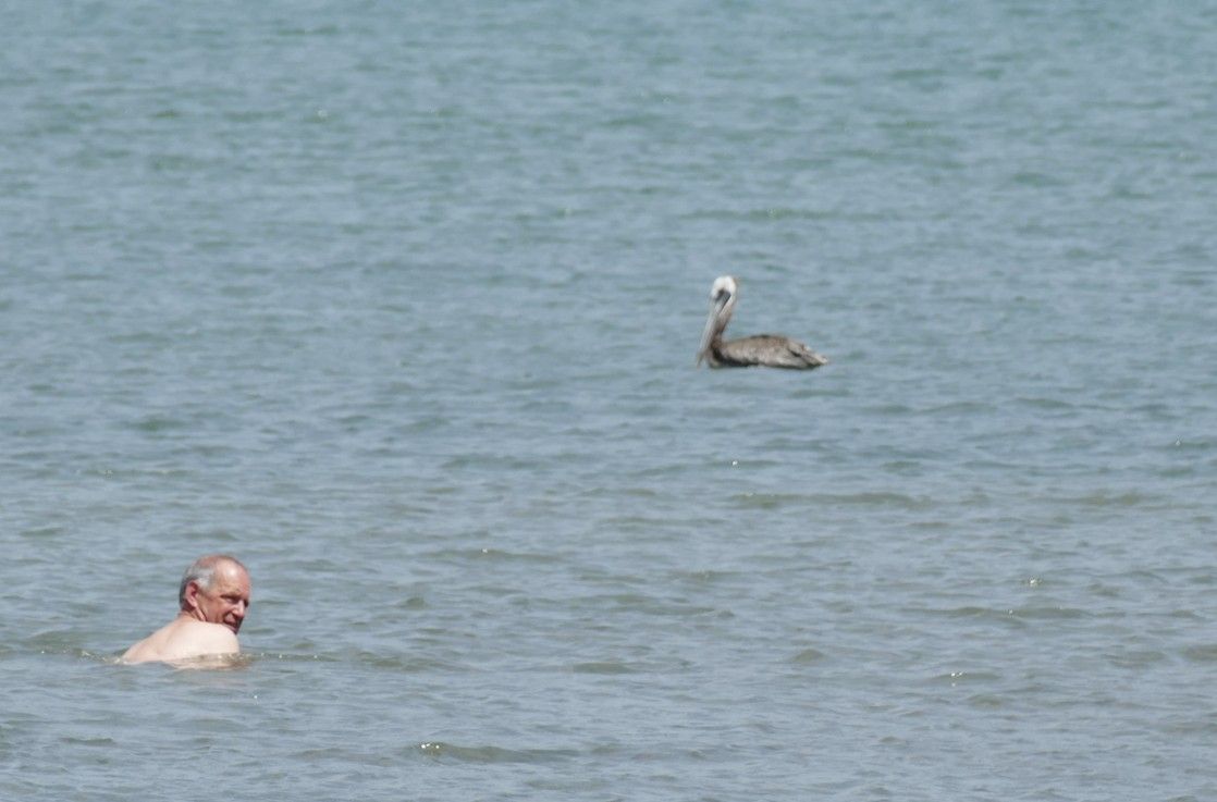Een man zwemt in de oceaan, een pelikaan drijft vlakbij.