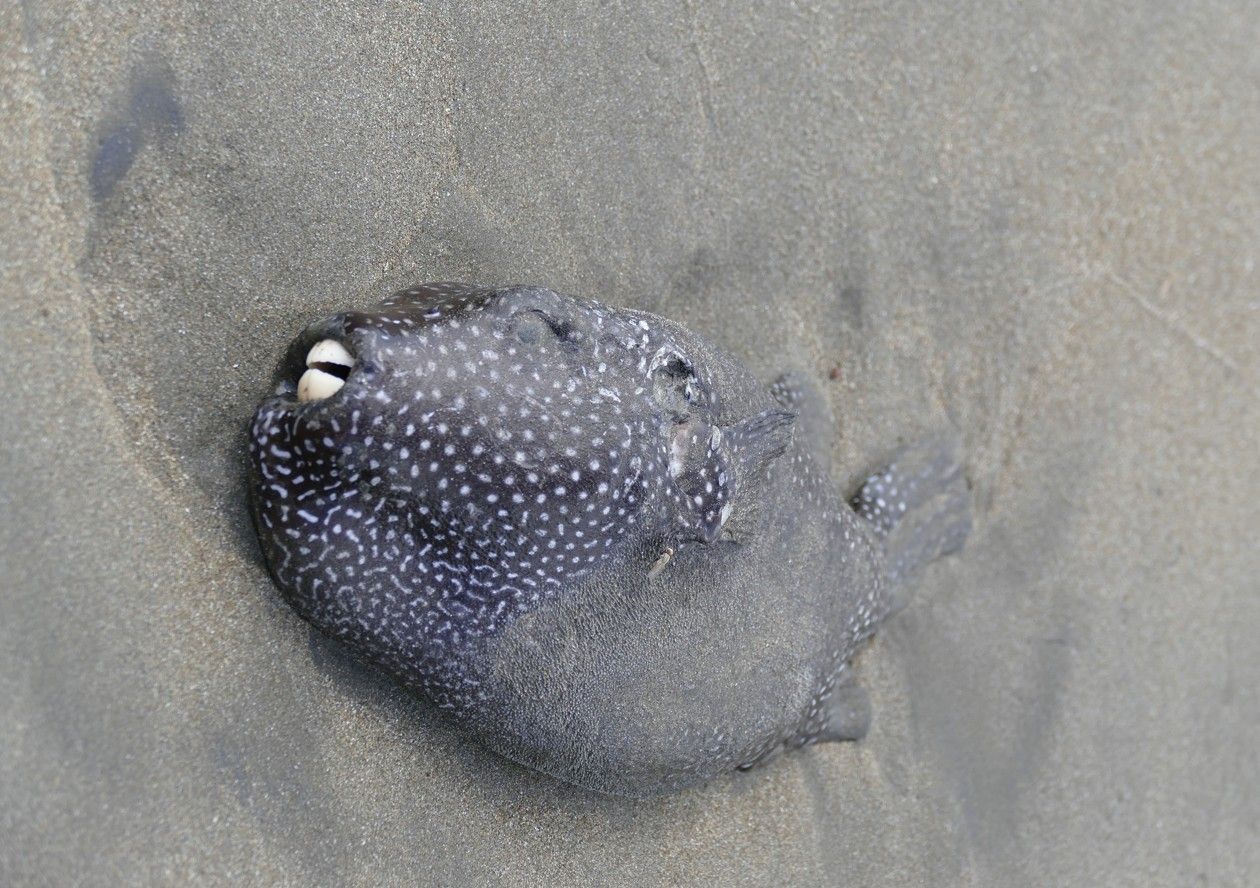 Een donkere kogelvis met witte vlekken, gestrand op nat zand.