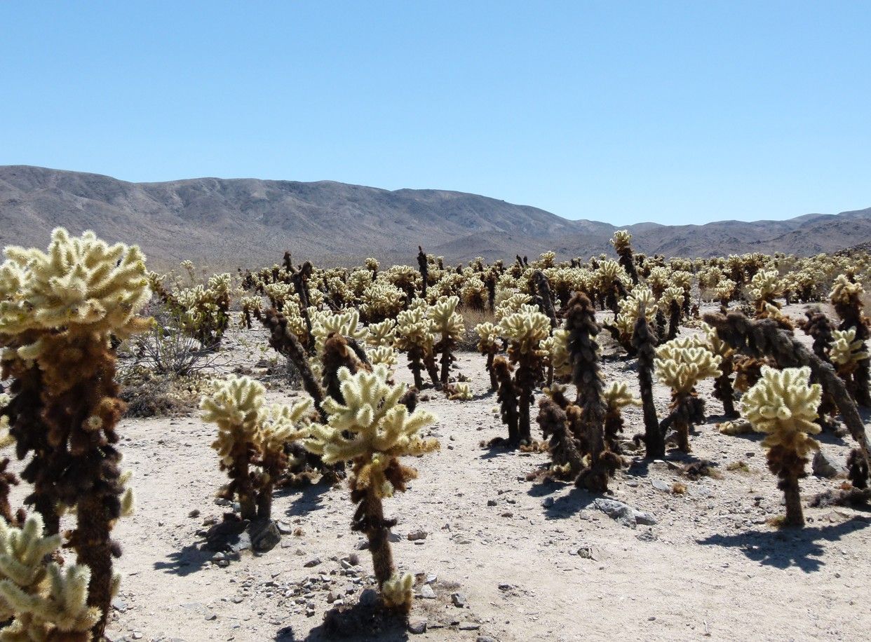 Een veld vol teddybeer-cholla-cactussen in een woestijnlandschap onder een helderblauwe hemel.
