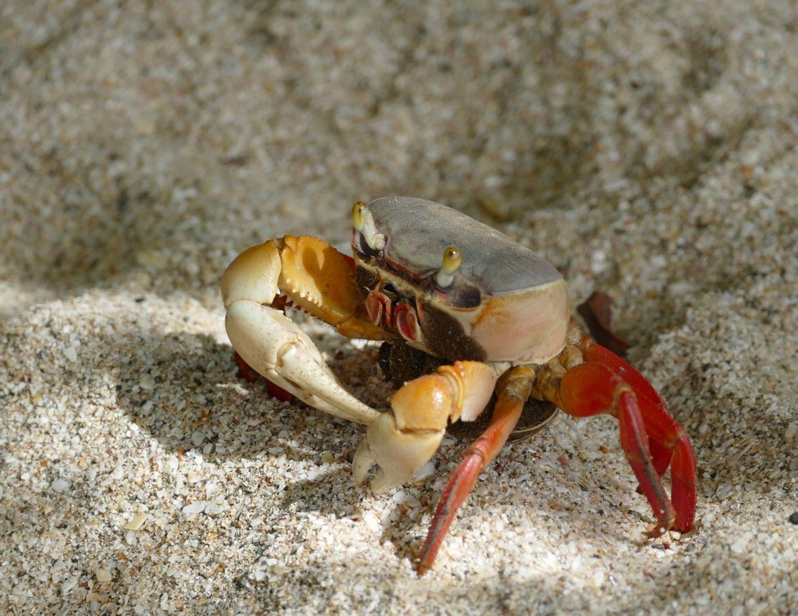 Krab met oranje en rode scharen op het zand.